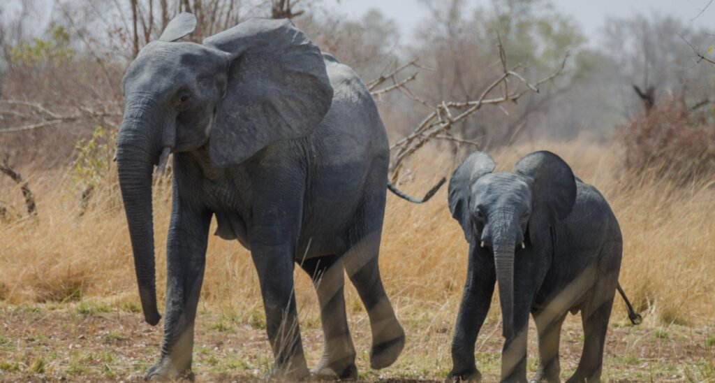 Parc Pendjari - Bénin