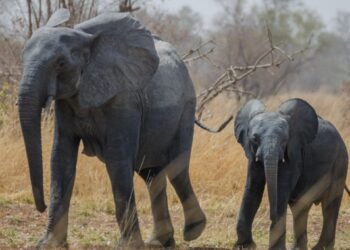 Parc Pendjari - Bénin