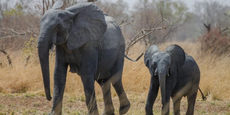 Parc Pendjari - Bénin
